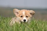 CORGI PEMBROKE 1221